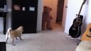 video Pes vs. plyšový medveď