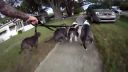 video Záprah pitbullov