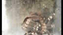 Zvliekanie pavúka Acanthoscurria geniculata
