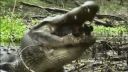 video Krokodíl a jeho snack