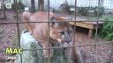Hovoriaca puma