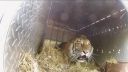 video Vypustenie troch sibírskych tigrov