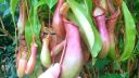video Pitva mäsožravej rastliny rodu Nepenthes