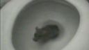 video Potkan v záchode