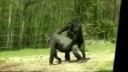 video Gorilí sex
