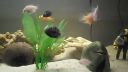 Cichlid afrika,amerika