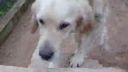 DUNKO