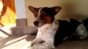 Jack Russel Teriér MAX