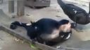 Darwin sa v hrobe obracia
