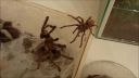 Párenie vtáčkara Ceratogyrus sanderi