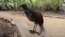 video Vták imitátor opäť v akcii
