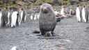video Tučniak nemal svoj deň