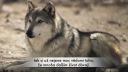 video Ako vlci zmenili rieky