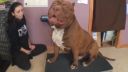 video Pravdepodobne najväčší pitbull na svete váži 78 kg!