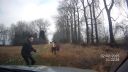 video Česká polícia vs. býk