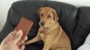 video Nechutná pochúťka pre psov