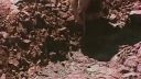 Zvierací armagedon 2 - Peklo na Zemi