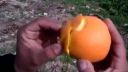 video Chlapi čistia pomaranč