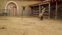 Jackass3D Provokovanie barana