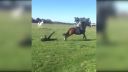 video Urážať koníky sa nevypláca!