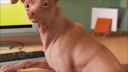 Dáš si fofolu PARODY
