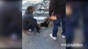 video Ako sa pitbull do mačky zahryzol (USA)