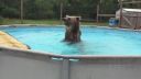 video Konečne mi napustili bazén!