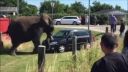 video Rozzúrený slon si podal Fábiu