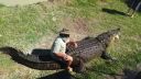 video Robert Bredl a jeho 800 kg ťažký krokodíl Brian