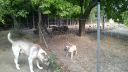 Asena &cankyz 10 tyzdnove sucky kangal