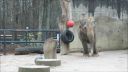 ZOO Liberec - zpívající slon