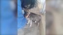 video Týraný psík prvýkrát zažije hladkanie (Rumunsko)