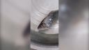 video Hlboko zmrazená ryba vo vode opäť ožije (Čína)