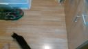 Laser cat