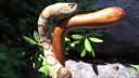 video Had na palici (výroba)