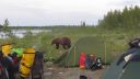 video Kempujúcich motorkárov navštívil medveď (Rusko)