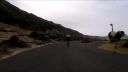 video Pštros prevetral cyklistov (Južná Afrika)
