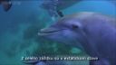 video Aj delfíny užívajú občas drogy!