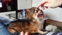 video Keby mali psy ľudské ústa!