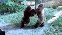 video Keď si to rozdajú dve 200-kilové gorily