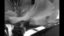 Nazareth - Dream on - D.Videos
