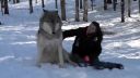 video Prišla navštíviť svoje obrovské vlky