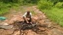 video Krotiteľ hadov z Indie