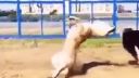 Psí break - dance (spomalene)