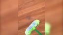 Keď ti pavúk behá po strope (Austrália)