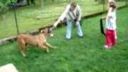 Cane corso 12