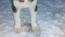 Malý husky sa teší snehu