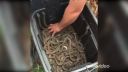 video Našli hniezdo pytóna písmenkového (Južná Afrika)