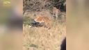 V Číne zabili tigre muža v zoo (Nevhodné pre slabšie povahy