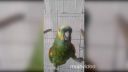 video Keď tvoj papagáj spieva ako Rihanna